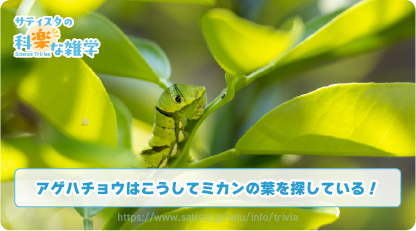 アゲハチョウの豆知識サムネイル