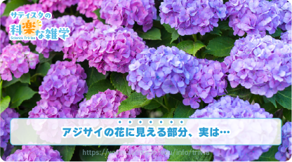 アジサイの豆知識サムネイル