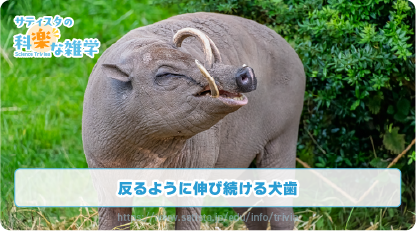 バビルサの豆知識サムネイル