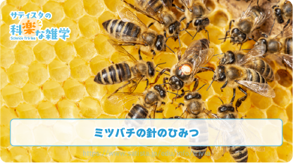 蜜蜂の豆知識サムネイル