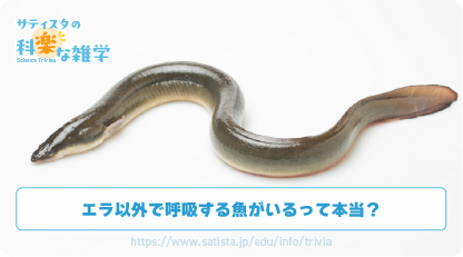 ウナギの呼吸法の豆知識サムネイル