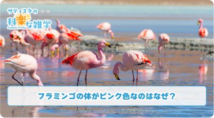 フラミンゴの豆知識サムネイル