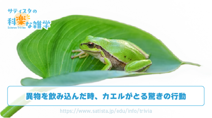 カエルの豆知識サムネイル
