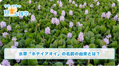 ホテイアオイの豆知識サムネイル