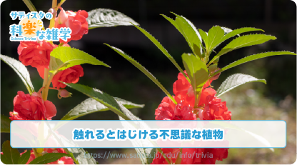 ホウセンカの豆知識サムネイル