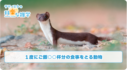 イイズナの豆知識サムネイル