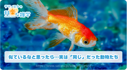 金魚の豆知識サムネイル