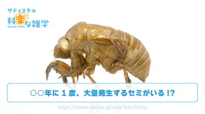 セミの幼虫の豆知識サムネイル