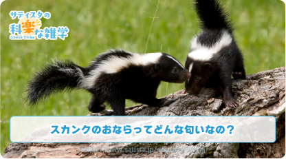 スカンクのおならの豆知識サムネイル