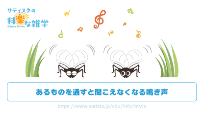 スズムシの鳴き声の豆知識サムネイル